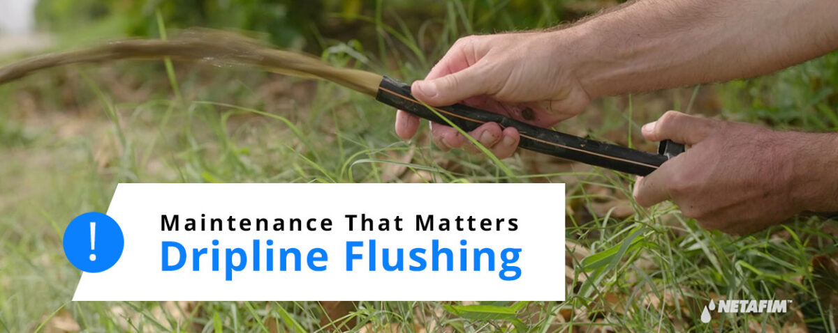 Dripline flushing. The key to efficient irrigation.